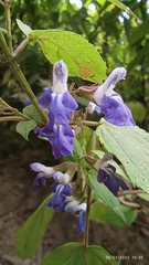 Salvia plurispicata