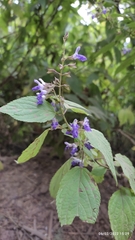 Salvia plurispicata