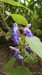 Salvia plurispicata