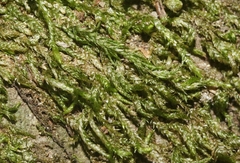 Scleropodium cespitans