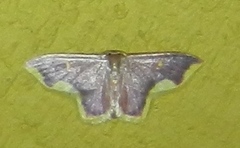 Lophosis labeculata