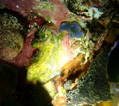 Cnemidocarpa bicornuta