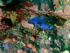 Asterocarpa coerulea