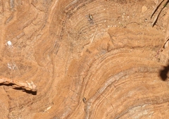 Vertigo rowellii