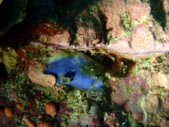 Asterocarpa coerulea