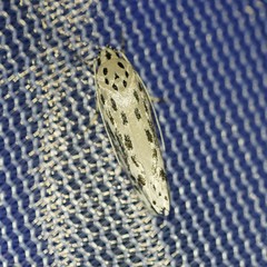 Ethmia confusella