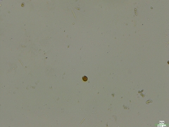 Cryptista