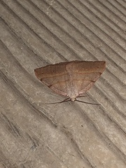 Drepanulatrix bifilata