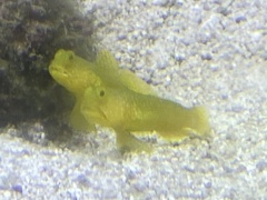 Cryptocentrus cinctus