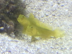 Cryptocentrus cinctus
