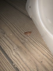 Drepanulatrix bifilata