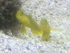 Cryptocentrus cinctus