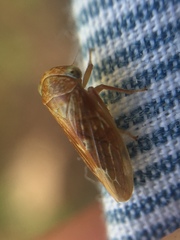 Rhytidodus decimusquartus