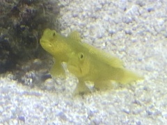 Cryptocentrus cinctus