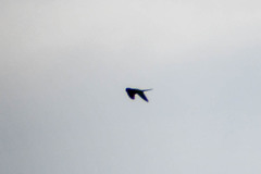 Psittacara erythrogenys