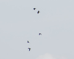 Psittacara erythrogenys