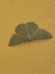 Chlorocoma cadmaria
