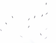 Pelecanus occidentalis