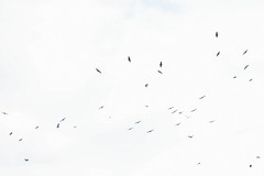 Pelecanus occidentalis