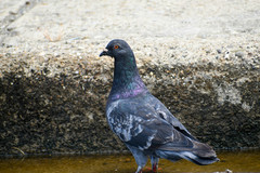 Columba livia