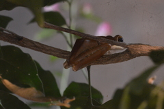 Polypedates cruciger