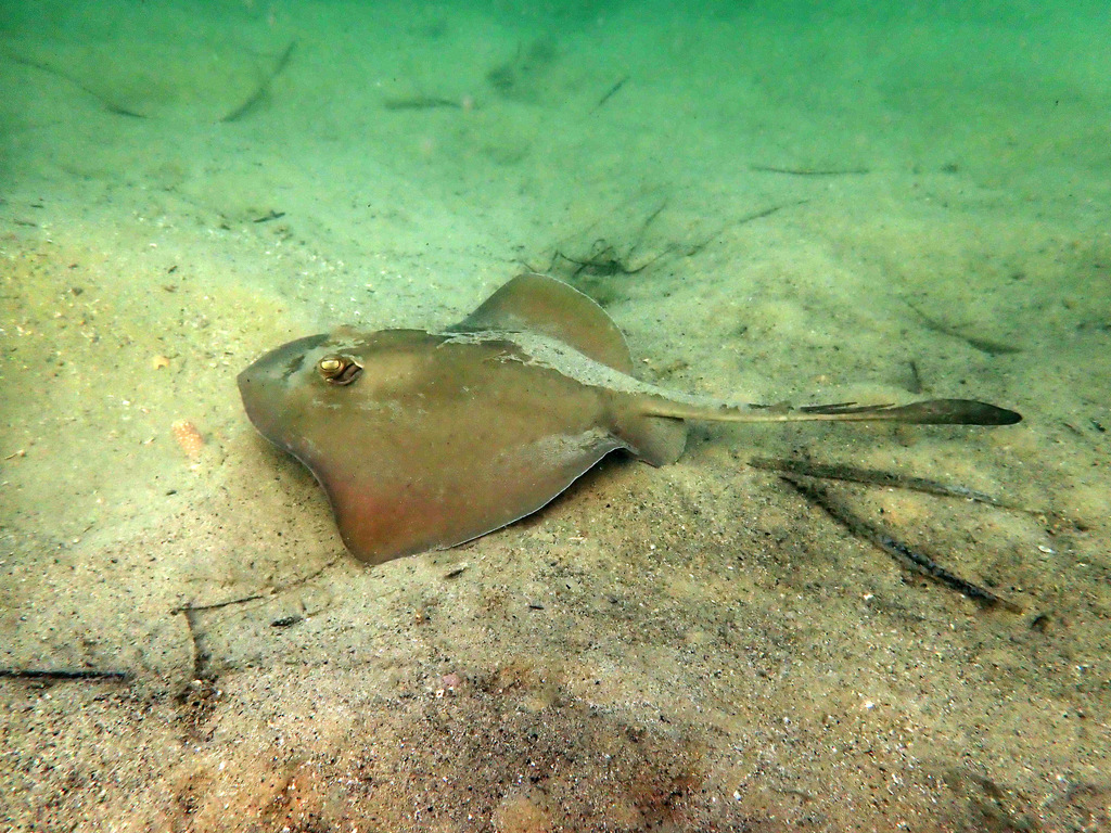 Trygonoptera
