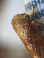 Rhytidodus decimusquartus