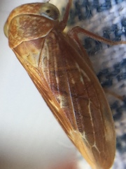 Rhytidodus decimusquartus