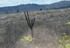 Armatocereus cartwrightianus