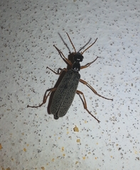 Epicauta fulvicornis