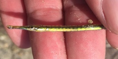 Syngnathus louisianae