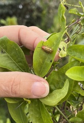 Disonycha quinquelineata