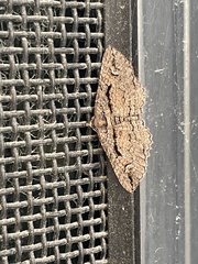 Chrysolarentia plagiocausta