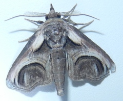 Paectes oculatrix