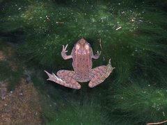 Lithobates yavapaiensis