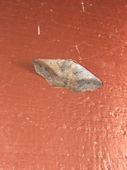 Prochoerodes forficaria