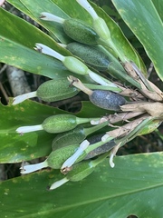 Alpinia arctiflora