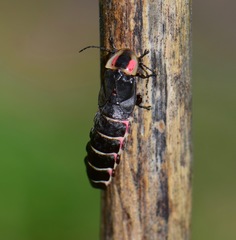 Photinus extensus