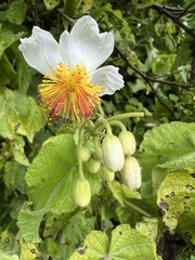 Sparrmannia