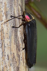 Photinus extensus