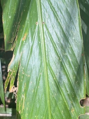 Alpinia arctiflora
