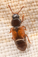 Anthonaeus agavensis