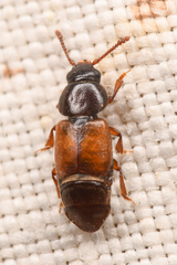 Anthonaeus agavensis