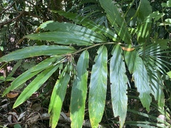Alpinia arctiflora