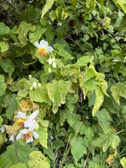 Sparrmannia