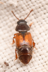 Anthonaeus agavensis