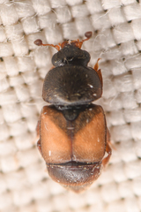 Nitops pallipennis