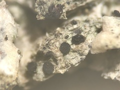 Bacidia crenulata
