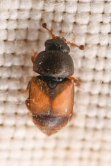 Nitops pallipennis