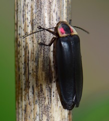 Photinus extensus